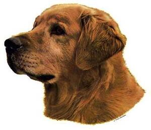 Hunddekal - Golden Retriever (huvud)