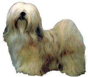 Hunddekal - Lhasa apso blond (hel)