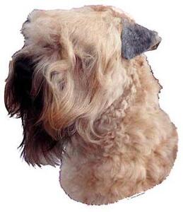 Hunddekal - Soft coated wheaten terrier (huvud)