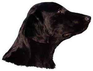 Hunddekal - Flatcoated retriever (huvud)