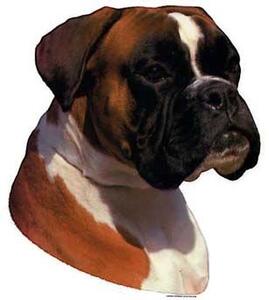Hunddekal - Boxer röd/vit (huvud)