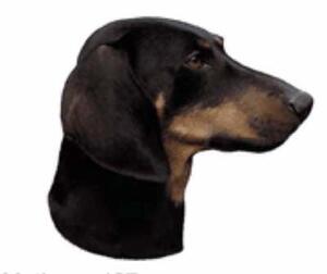 Hunddekal - Tax släthårig (huvud)