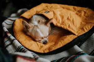 Sovsäck för hund, Hurtta Outback Dreamer ECO M