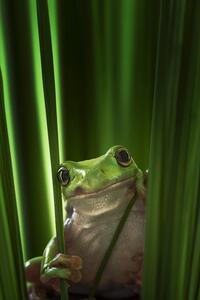 Fotografi Green Frog, Ahmad Gafuri