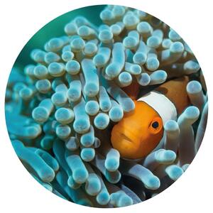 WallArt Tapet cirkelformad Nemo the Anemonefish 142,5 cm