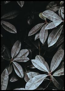 LEAVES POSTER - 50x70