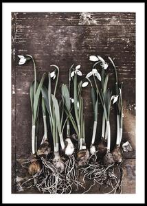 SNOWDROPS FLOWERS POSTER - 70x100