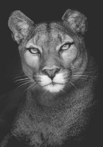 Fotografi Portrait of a Puma, Andy Smith