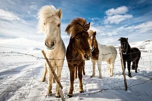 Fotografi Icelandic Hair Style, Mike Leske