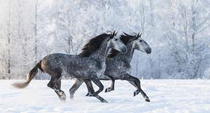 Fotografi Two running grey Purebred Spanish horses, Abramova_Kseniya