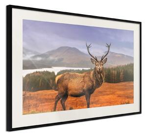 Inramad Poster / Tavla - Majestic Deer - 60x40 Guldram med passepartout