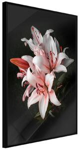 Inramad Poster / Tavla - Pale Pink Lilies - 20x30 Svart ram
