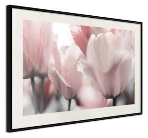 Inramad Poster / Tavla - Pastel Tulips II - 30x20 Guldram med passepartout