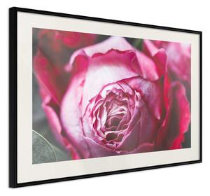 Inramad Poster / Tavla - Blooming Rose - 30x20 Svart ram