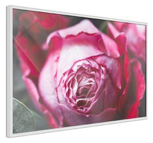 Inramad Poster / Tavla - Blooming Rose - 90x60 Guldram