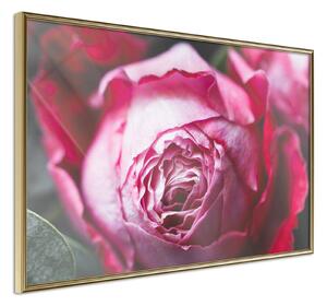 Inramad Poster / Tavla - Blooming Rose - 30x20 Guldram