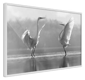 Inramad Poster / Tavla - Black and White Herons - 30x20 Vit ram