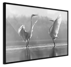 Inramad Poster / Tavla - Black and White Herons - 30x20 Svart ram