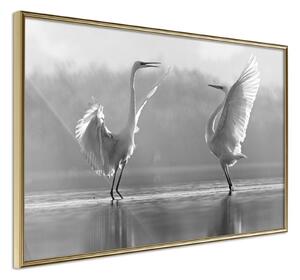 Inramad Poster / Tavla - Black and White Herons - 30x20 Guldram