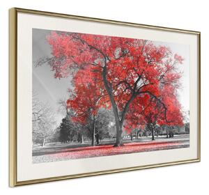 Inramad Poster / Tavla - Red Tree - 30x20 Guldram
