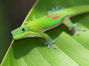 Fotografi Green Gecko On Leaf, Pete Orelup