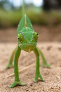 Fotografi Flap Neck Chameleon faces forward with, Gregory Sweeney