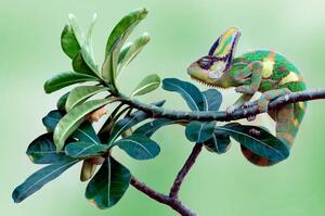 Fotografi Veiled chameleon sitting on a branch, Indonesia, anisah_priyadi