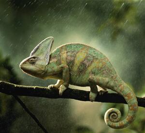 Fotografi Veiled chameleon on branch during, Peter Finch