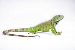 Fotografi Green iguana (Iguana iguana) on white background, Arun Roisri