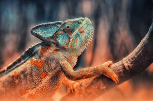 Fotografi chameleon, Detlef Knapp