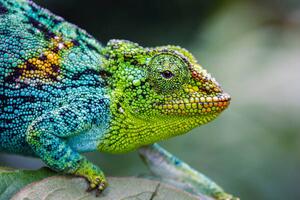 Fotografi Rwenzori three-horned chameleon, Jonne Seijdel