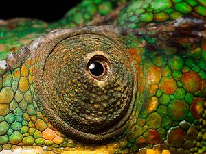 Fotografi Panther Chameleon's eye, close up, Jonathan Knowles