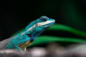 Fotografi Close-up shot of The blue-crested lizard., Suphameth Jaruthaninphong