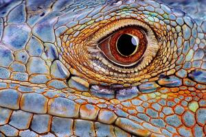 Fotografi Iguana (Iguana iguana) eye, close-up, Hans Strand