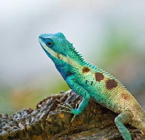 Fotografi Blue iguana in the nature, dangphoto2517