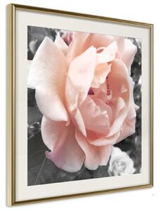 Inramad Poster / Tavla - Delicate Rose - 50x50 Guldram