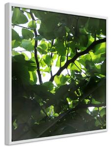 Inramad Poster / Tavla - Under Cover of Leaves - 20x20 Svart ram med passepartout