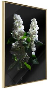 Inramad Poster / Tavla - White Lilac - 40x60 Guldram