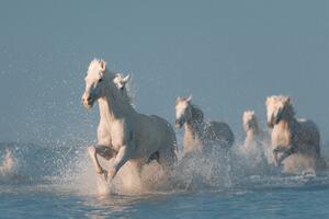 Fotografi Angels of Camargue, Rostovskiy Anton