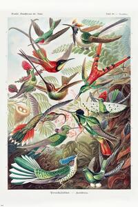 Poster, Affisch Ernst Haeckel - Kolibris