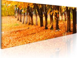 Canvas Tavla - Park covered with golden leaves - 135x45