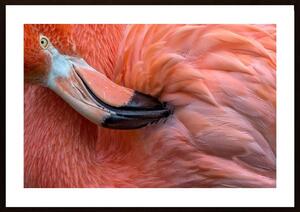 Flamingo Close Up Poster