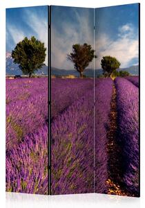 Rumsavdelare / Skärmvägg - Lavender field in Provence, France - 135x172