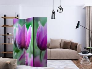 Rumsavdelare / Skärmvägg - Purple spring tulips - 135x172
