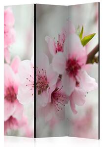 Rumsavdelare / Skärmvägg - Spring, blooming tree - pink flowers - 135x172