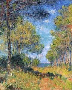 Bildreproduktion Allée de sapins à Varengeville, Claude Monet