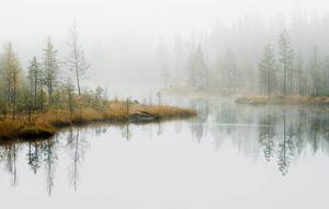 Fotografi Water in forest, Roine Magnusson