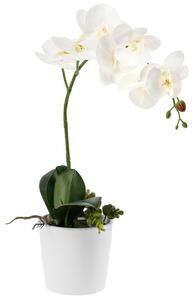 Orkidé Anam; 46 cm (H); Vit/Grön
