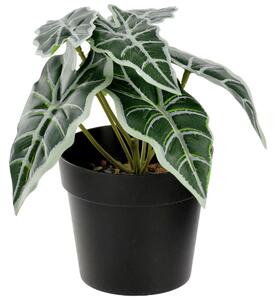 Konstgjord växt Dayana; 18 cm (H); Grön/Svart