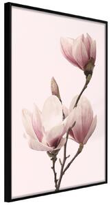 Inramad Poster / Tavla - Blooming Magnolias III - 20x30 Svart ram